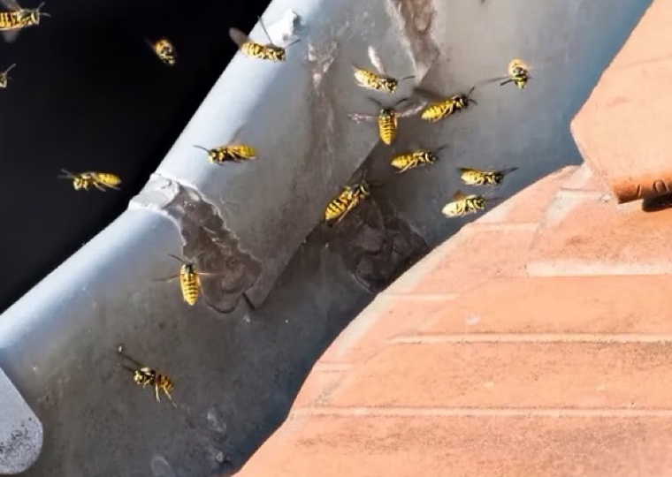 Wasps and insects nesting in an open gutter — gutter guards keep bugs, wasps and nests out