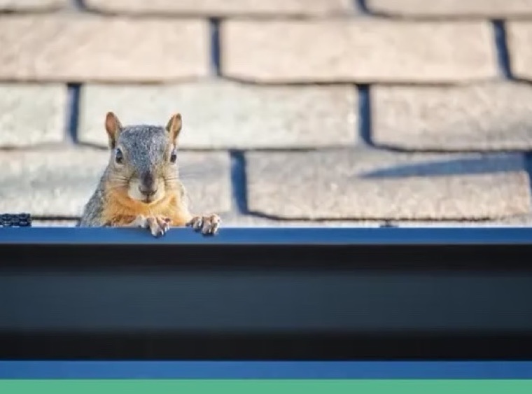 A squirrel perched on a gutter edge — Aqua Premier gutter guards keep rodents, birds and critters out of your gutters