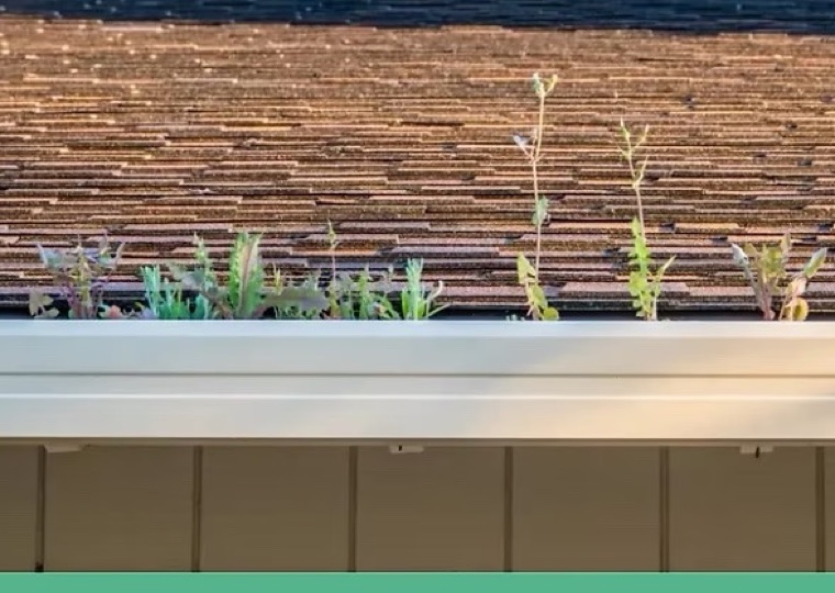 Weeds sprouting from debris in a clogged gutter — gutter guards stop weeds taking root